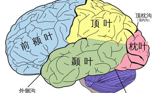 无锡狂犬病人大作视频网 | 无锡2026年有狂犬病例吗,无锡上一例狂犬病人